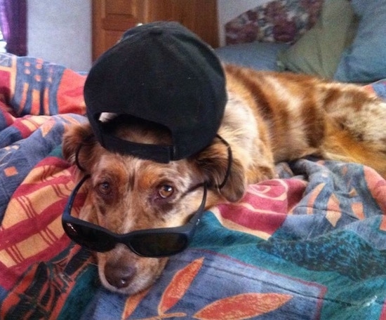 A red merle Australian Shepherd is laying down on a bed. It is wearing a backwards black cap and black sunglasses.