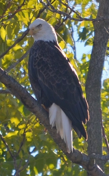 Front view - A bald eagle bird sitting up in a tree looking down and to the right with a serious look on its face