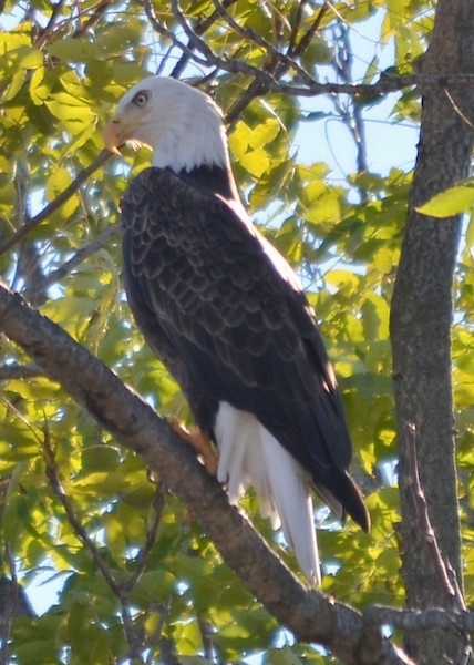 Side view - A bald eagle bird sitting up in a tree looking in front of itself