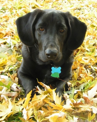 A black Bassador is laying on grass that is covered in yellow leaves