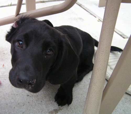 The front left side of a black Bassador that is sitting under a table with dirt on its face