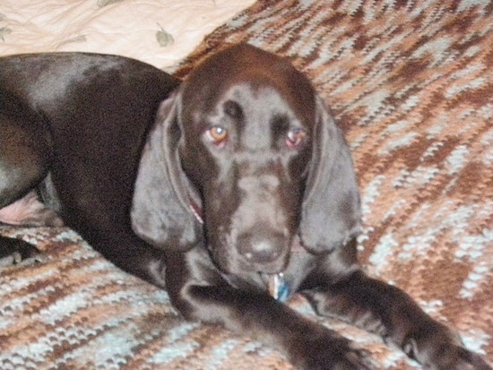 Close Up - The front right side of a black Bassador that is laying across a bed and it is looking forward.