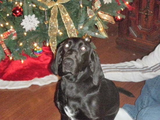 A black with white Bassador is sitting on a floor, in front of a Christmas tree and next to a person