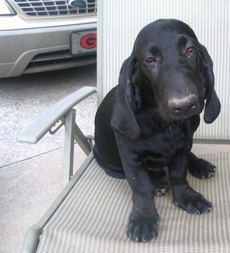 The front right side of a black Bassador that is sitting on a lawn chair in a driveway