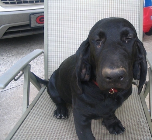 The front right side of a black Bassador that is sitting on a lawn chair in a driveway with its eyes closed and it is leaning forward.