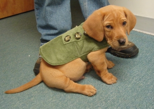 The right side of a red Bassador puppy that is wearing a green jacket with 6 buttons and sitting on a carpet in front of a person