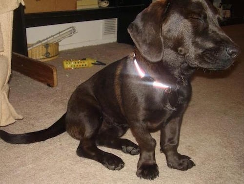 The front right side of a black Bassador that is sitting on a carpet with his eyes closed and the camera flash reflecting off of its collar