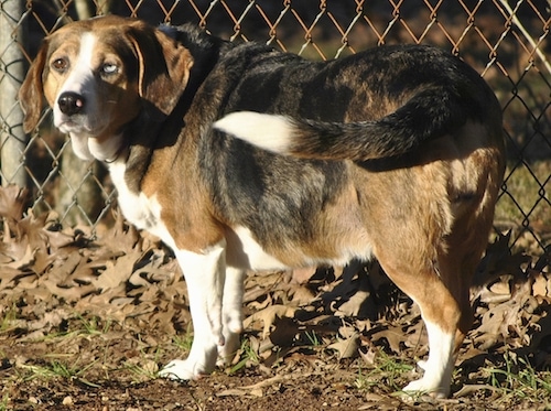 What is a blue basset hound?