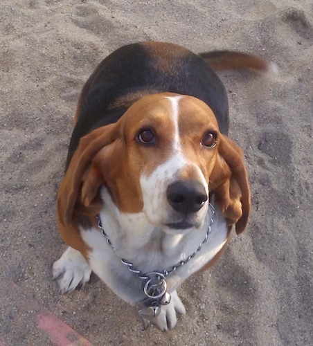 Bella the Basset Hound sitting in sand