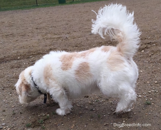 A medium-sized white and tan dog walking to the left as he smells the dirt ground