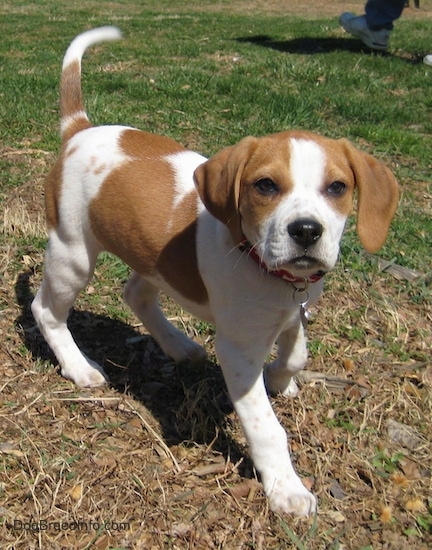 Front side view - A small cute little hound-looking puppy with drop ears walking across grass looking towards the camera.