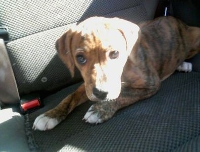 A brown brindle Beagle Pit looking dog laying down in the back seat of a car. It has white on the tips of its paws.