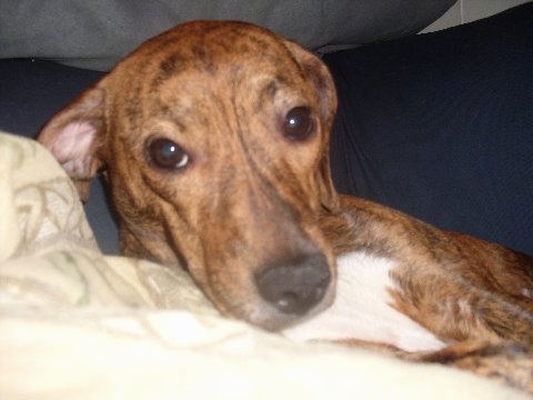 Close up - The left side of a brindle Beagle Pit that is laying down on a blanket, againstA brown with white  the back of a couch.