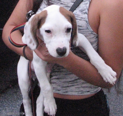 A white with brown Beagle Pit puppy is being held in the arms of a lady in a gray tank top. The puppy is looking forward.