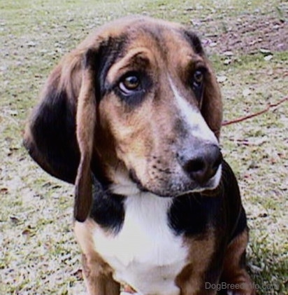 Close up - A tri-color Beagle is sitting on a hill and it is looking to the right.