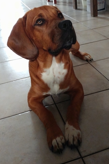 A red with white Bebasset Bordeaux puppy is laying on a tiled floor, it is looking up and to the right.