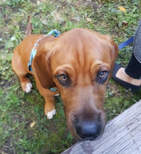 Close up - Topdown view of a red with white Bebasset Bordeaux puppy is sitting on grass, behind a wooden step and it is looking up.