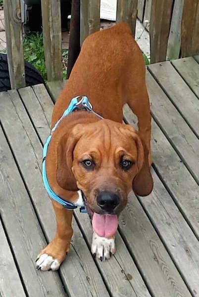 A red with white Bebasset Bordeaux puppy is standing on a wooden deck, it is looking up, its mouth is open and its tongue is out.