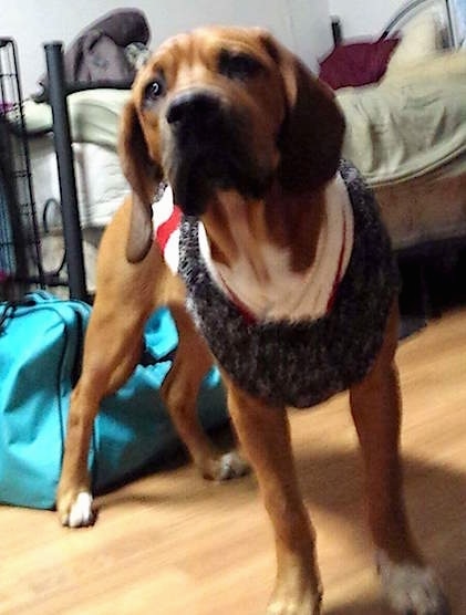 A red with white Bebasset Bordeaux puppy is wearing a sweater and it is standing across a hardwood floor.