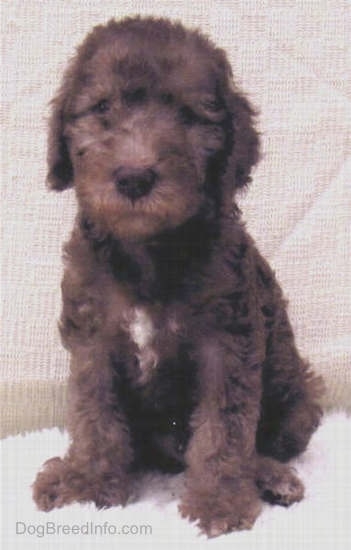 Bedlington Terrier puppy sitting down