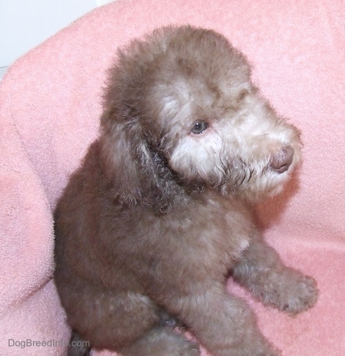 Bedlington Terrier puppy sitting against a pink chair