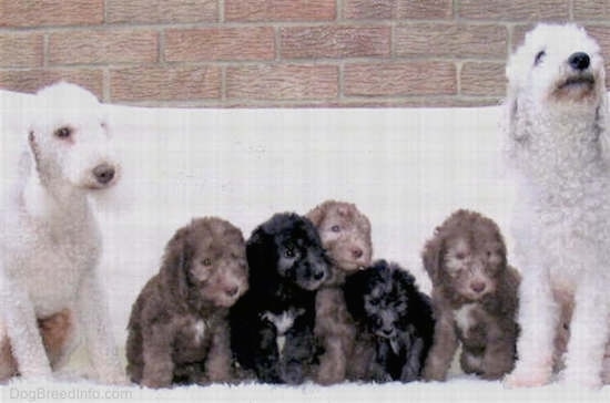 A litter of Bedlington Terrier puppies lined up with two adult Bedlingtons on each side of the pups