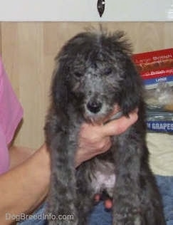 Bedlington Terrier puppy being held up in the air by human hands