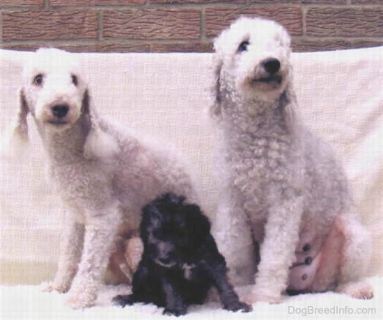 A Bedlington Terrier puppy sitting in front of her parents