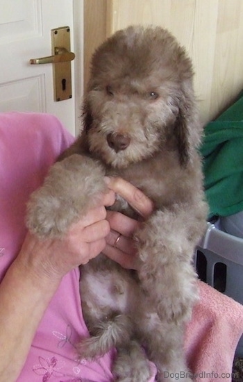 Bedlington Terrier puppy being held by a lady who is wearing a pink shirt