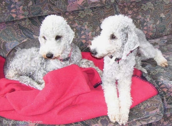Bedlington Terriers laying down up on the couch on top of a red blanket