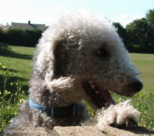 Brenin the Bedlington Terrier jumping up at a brick wall with his mouth open and tongue out