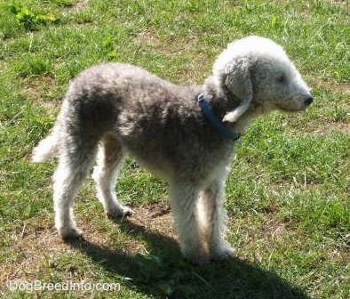 Brenin the Bedlington Terrier standing in a yard, view from the side