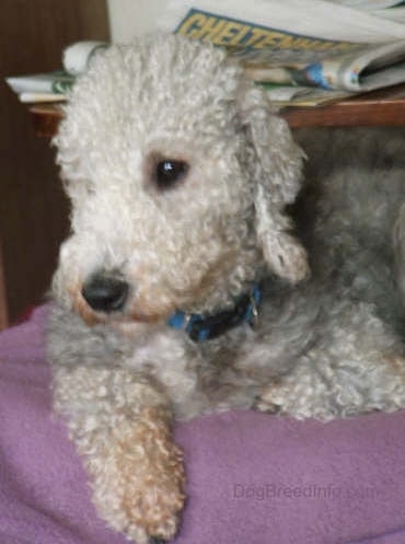 Brenin the Bedlington Terrier laying down on a purple blanket up on a bed