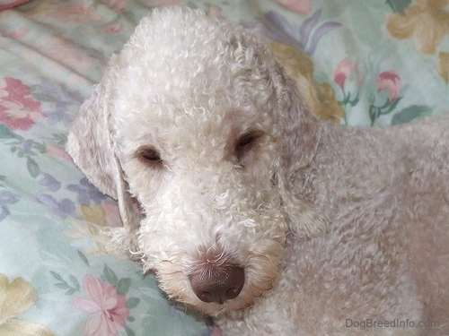 Close Up - Bedlington Terrier sleeping on a bed with flowered sheets