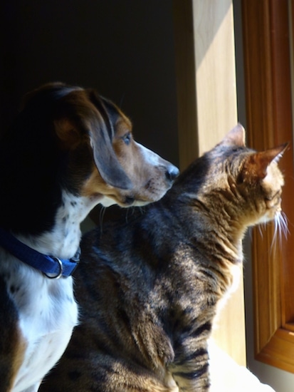 A dog and a cat side-by-side looking out a window
