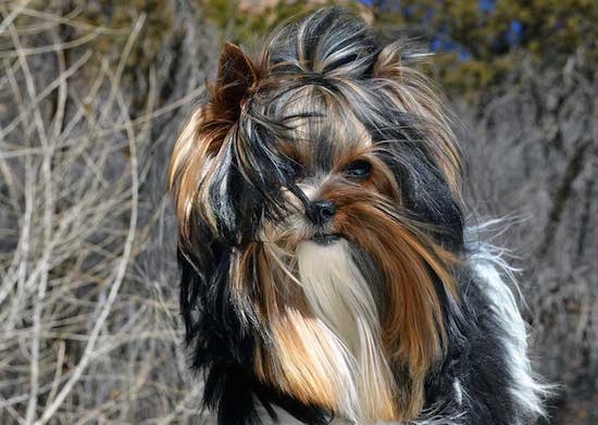 Close Up - Sir Durango the Biewer outside with long brown grass in the background with the wind blowing its coat around