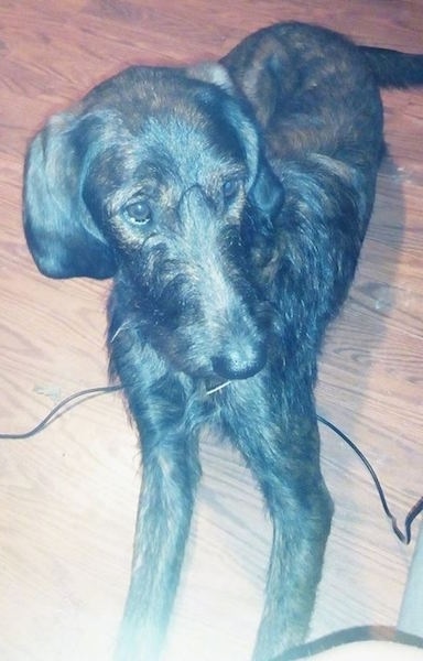 The front right side of a black brindle Coonoodle that is laying on a harwood floor.