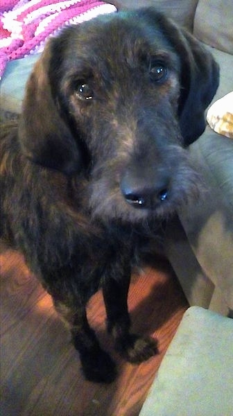 Close up - A black brindle Coonoodle is sittding on a harwood floor in front of a gray couch that has a crocheted hot pink and white blanket on it.