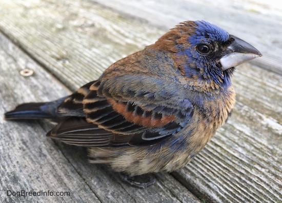 Close-up Left Sideview - A blue brown and black bird sitting on a woodenb deck