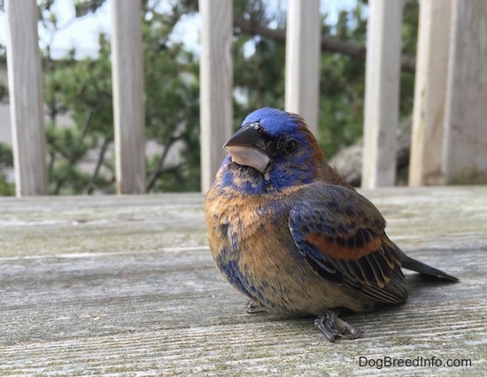 Front Right Sideview - A blue brown and black bird sitting on a wooden deck with the deck rails in the background