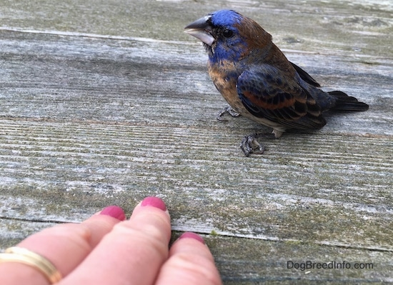 Sideview - A blue brown and black bird sitting on a wooden deck with a hand with pink painted fingernails in front of it
