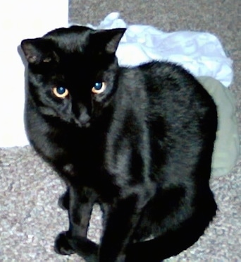Lilly the black cat sitting on a carpet