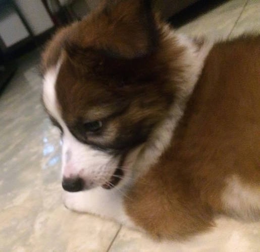 Close up - The back left side of a brown with white and black Border Collie Bernard puppy that is laying on a tiled floor, it is forward and its teeth are showing.