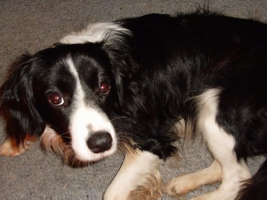 Close up - The left side of a black and white Border Collie Cocker that is laying down on a carpet and it is looking up.