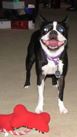 PJ the Boston Terrier standing next to her new red dog bone plush toys