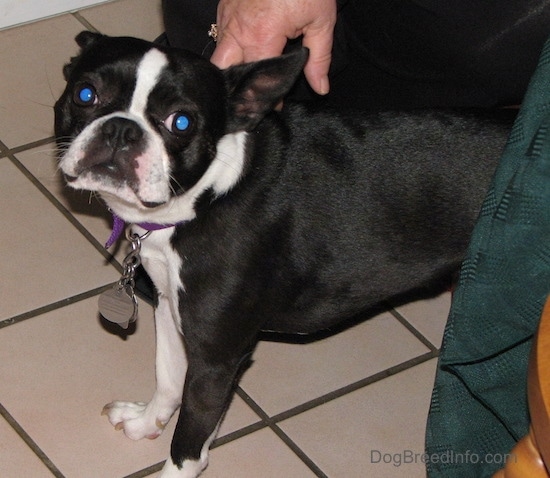 PJ the Boston Terrier standing on a tiled floor looking at the camera holder as someone holds her collar