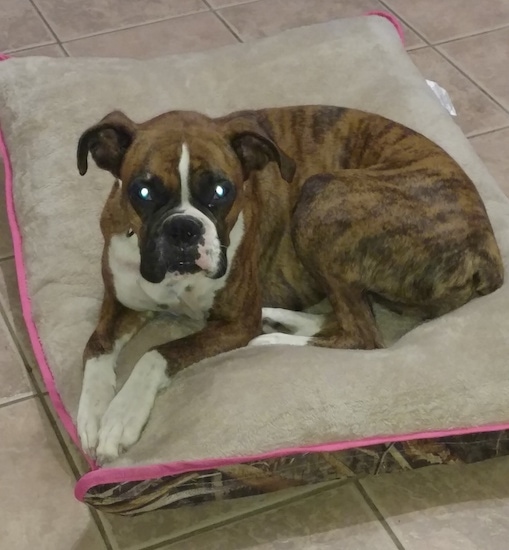 Side view - a brown brindle with black and white Boxer dog laying down on a dog bed pillow on top of a tan tiled floor.