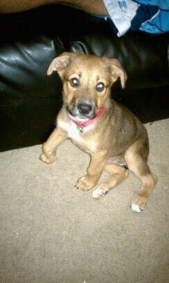 The front left side of a tan with white and black Boxer Shepherd puppy that is sitting across a carpet, in front of a couch and it is looking forward.