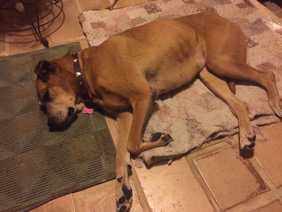 Mija the Boxweiler laying on a floor on a blanket and a rug