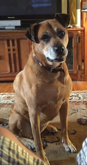 Mija the Boxweiler sitting on a rug inside of a house with a wood cabinet in the background with its mouth open and looking at the camera holder